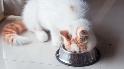 white fluffy cat eating food in a cup