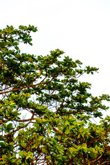 Almond tree leaves outdoors in Rio de Janeiro.