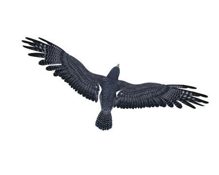 Peregrine falcon in flight viewed from above. 3D illustration isolated.