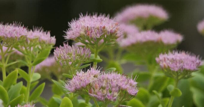 sedum spectabile also known as Hylotelephium spectabile.