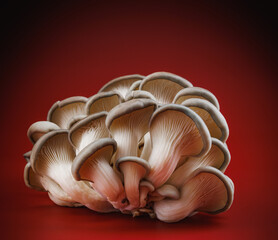 Oyster mushrooms on a dark red background. Very beautiful mushrooms.