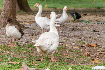 mallards outdoors in a square in Rio de Janeiro.