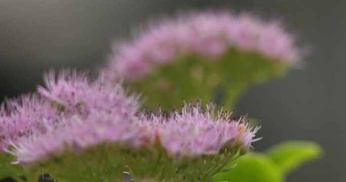 sedum spectabile also known as Hylotelephium spectabile.