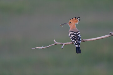 Eurasian hoopoe (Upupa epops) © Johannes Jensås