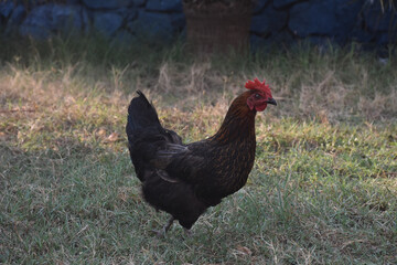 Bird rooster living on the farm looking around, head portrait, beak and crest