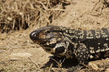 Lagarto overo asoleandose 