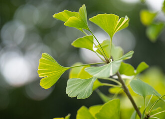 green Ginkgo leaves in the sunlight