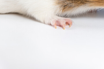 Long regrown guinea pig claws on a white background with space for text