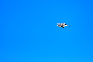 Seagull flying over the sea