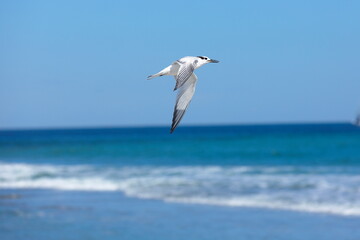 Fototapeta na wymiar Seagull flying over the sea