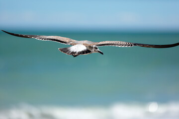 Seagull flying over the sea