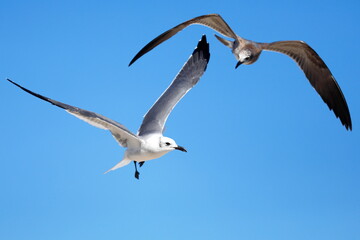 Seagull flying over the sea