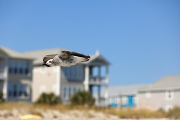 Seagull flying over the sea