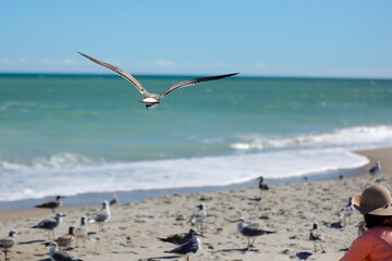 Seagull flying over the sea