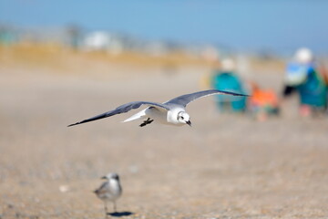Seagull flying over the sea