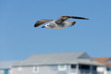 Seagull flying over the sea