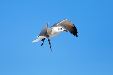 Seagull flying over the sea