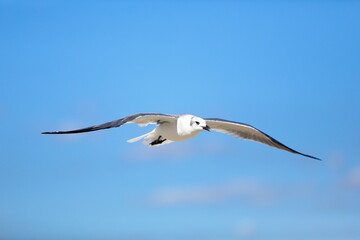 Seagull flying over the sea