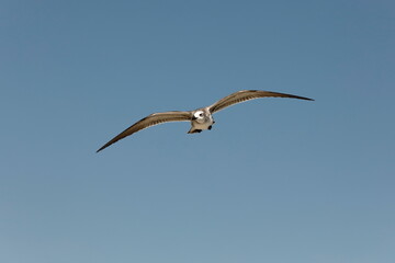 Seagull flying over the sea