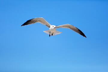 Seagull flying over the sea