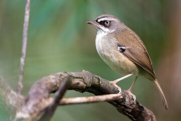 White-browed scrubwren (Sericornis frontalis) portrait, Sydney, Australia