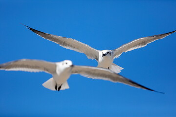 Seagull flying over the sea