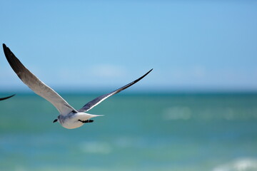 Seagull flying over the sea