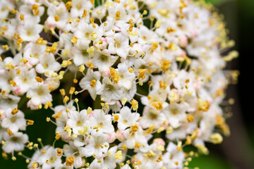 Macro flowers of Viburnum rhytidophyllum, leatherleaf viburnum, An inflorescence of small beautiful white flowers on a branch. selective focus. Spring flower background