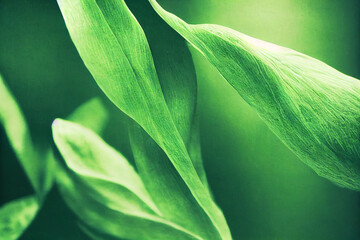 Obraz premium close up of green leaves