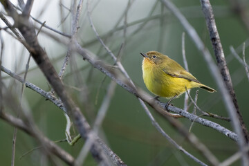 Yellow thornbill (Acanthiza nana), Sydney, Australia. Cute Australian songbird.