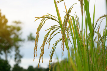golden ears of rice