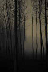 Fototapeta premium misty morning in the forest