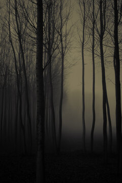 misty morning in the forest © Independent