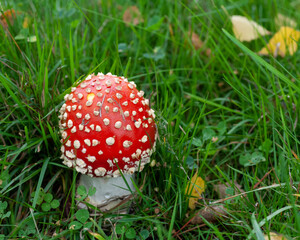 There is a small fly agaric on the ground. Against the background of green grass.