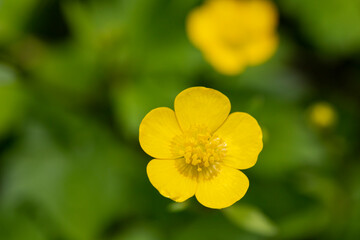 Obraz premium selective focus: Yellow Buttercup growing in forests and high mountains in spring. The buttercup, which has a wonderful appearance