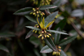 Barberry Berberis vulgaris branch with fresh non ripe green berries on natural green background.