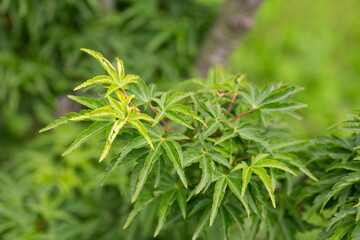 Sambucus racemosa cultivar Plumosa aurea. Shrub with green leaves.