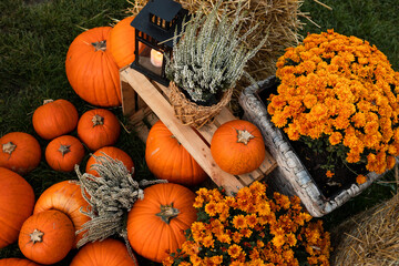 pumpkins, thanksgiving background, thanksgiving, farmers, fall, pumpkin, background, copy space,...