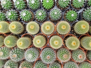 Fototapeta premium Closeup background of small potted cactus