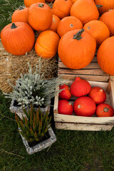 pumpkins, thanksgiving background, thanksgiving, farmers, fall, pumpkin, background, copy space, thanksgiving day, helloween, farming, vegetable, festival, season, farm, party, family, jack, vegan, ce