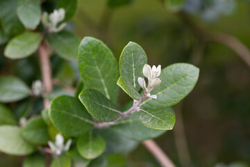 Feijoa sellowiana Acca Sellowiana with evergreen leaves Selective close-up of feijoa fruit with copy space