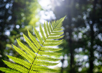 fern leaves in forest in sunshine.