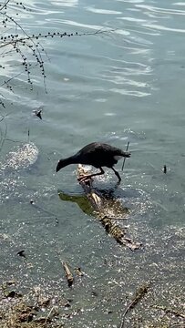 Oiseau &agrave; Rotorua, Nouvelle Z&eacute;lande