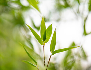 bamboo leaves in the sunlight
