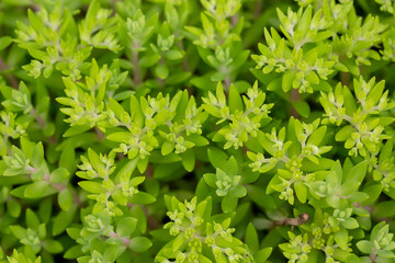 Sedum sarmentosum, known as stringy stonecrop, gold moss stonecrop, and graveyard moss, in spring