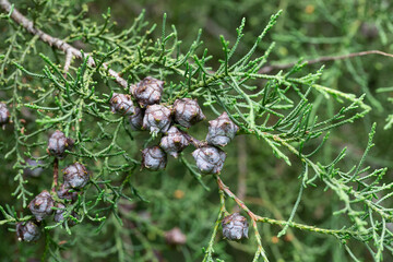Lawsons Cypress Triomf van Boskoop branch with cones -Lovely coniferous green background, selective focus