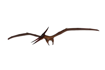 Gordijnen Pteranodon dinosaur flying and looking down for prey. 3D illustration isolated. © IG Digital Arts