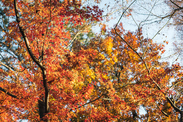 鮮やかに色付く紅葉