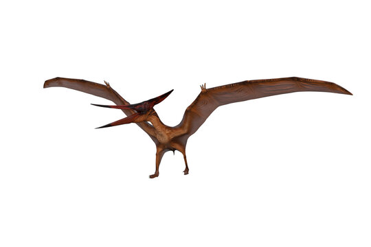Fototapeta Pteranodon dinosaur walking with wings spread. 3D illustration isolated.