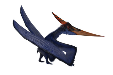 Blue Pterandodon dinosaur with orange crest walking. 3D illustration isolated. © IG Digital Arts